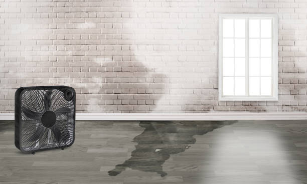 Best Professional water damage repair  in Enumclaw, WA